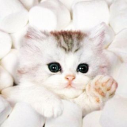 Marshmallow Fuzzy Kittens's Hangout