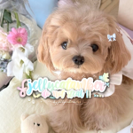 ʚ jellycatαmber ও