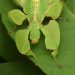 mc donalds orbies :) leafinsects