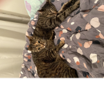 Tai’s Kittens