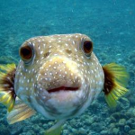 fish gang...