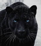 .+The Panthers+.