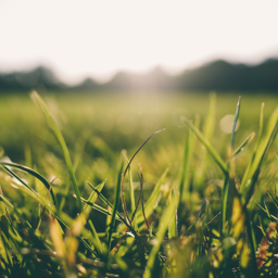 Touching Grass Simulator