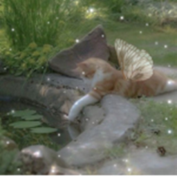 SweetKitty