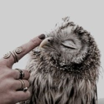 🦉σωℓ ѕqυα∂🦉
