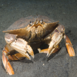 40% Crabber