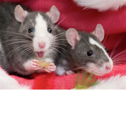 SPECIAL 🌟 RAT DAY