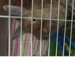 Molly the Bunny
