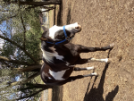 Horses ‘n’ more