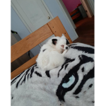 Max the devil