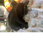 Bless the cats