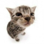 kitty cats meowwwwwww