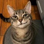 The Fate of all the kitten and kitties Group Thumbnail