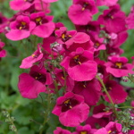 Diascia