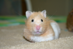 Penny peaches