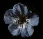- poppies library -