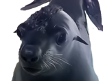 very sea cat
