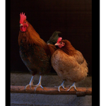 Don’t kill chickens