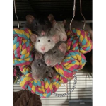 Beautiful Rats United