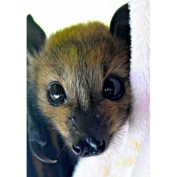 a place for bats