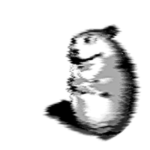 Grayscale Chomik