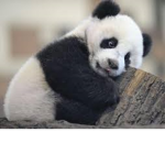 PANDA KINGS