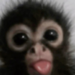 ccxqs