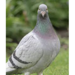Join if u like pigeons….