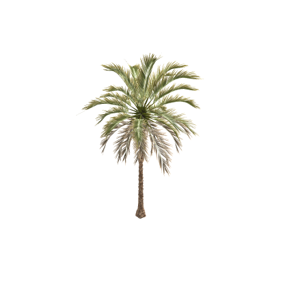 Palm Tree