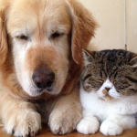 dogs with cats