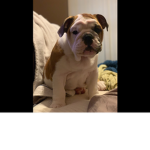 Fat bulldog squad