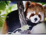 the red panda's 234
