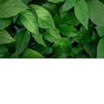 Club de plantas verdes xd
