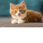 Piggythefir's cat group