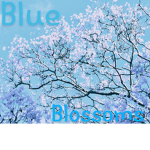 BlueBerry blossoms!