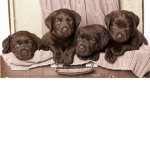 “Dogs United”