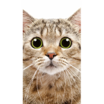 Cat fan group meoww