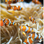 Bloxy Fishies