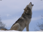 WOLF GROUP JOIN NOW