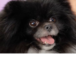 Peoplewholovedogs :D