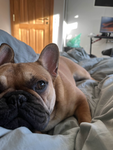 Bulldogs Games