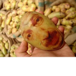 Potato Toot's GROUPS