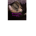 ~kawaii kitty~