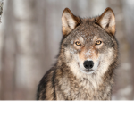 wolf coffe