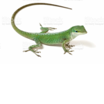 The New Official Ace The Lizard Gang