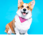 Doge Attack Force