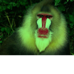 Tribe of the Baboons