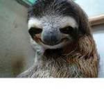 thE SlithEry sLOTHs