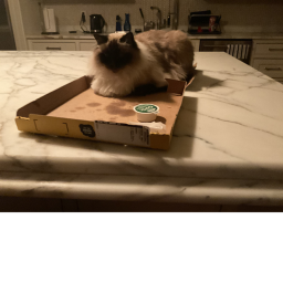 NRRCAA cat hangout
