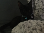 Kyras kittens
